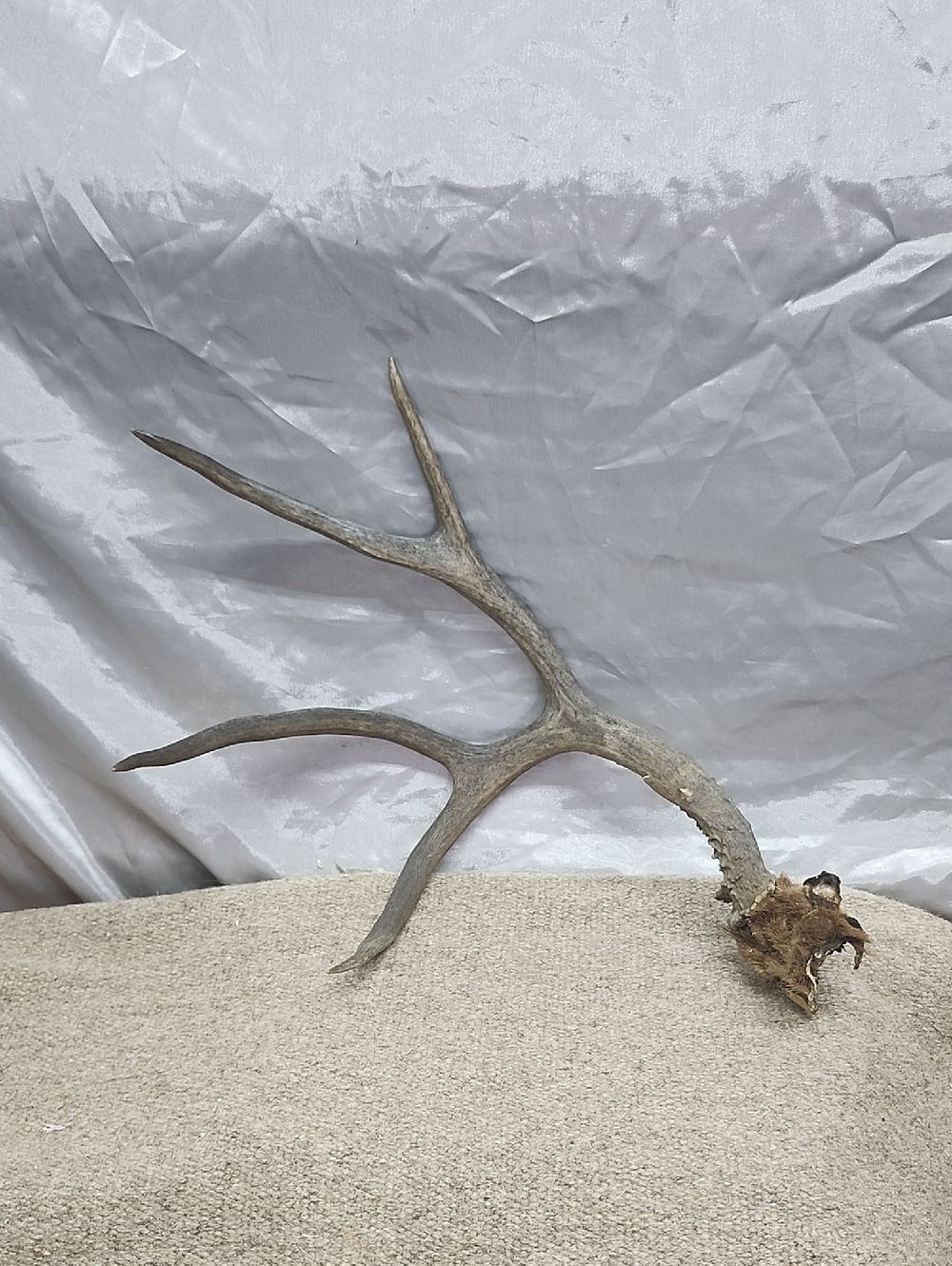 5 point Deer Antler  - Rustic Decorative Accent